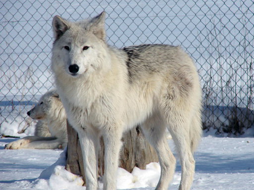 À voir au Pavillon de la Faune, à Stratford, en Estrie